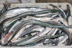Pacific Needlefish photo 3