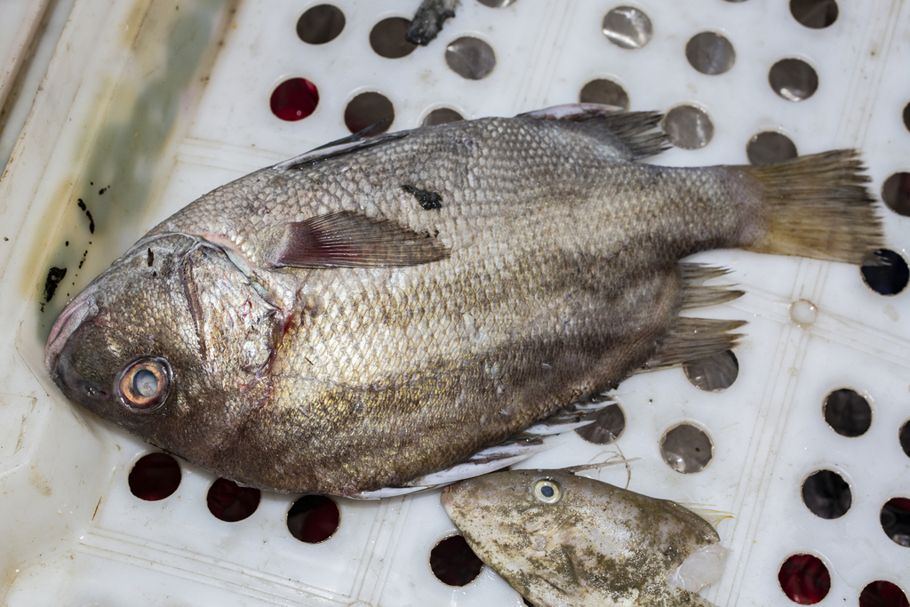 Lined Javelinfish