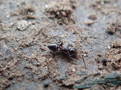 Crematogaster cerasi