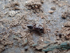 Crematogaster cerasi