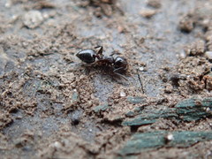 Crematogaster cerasi
