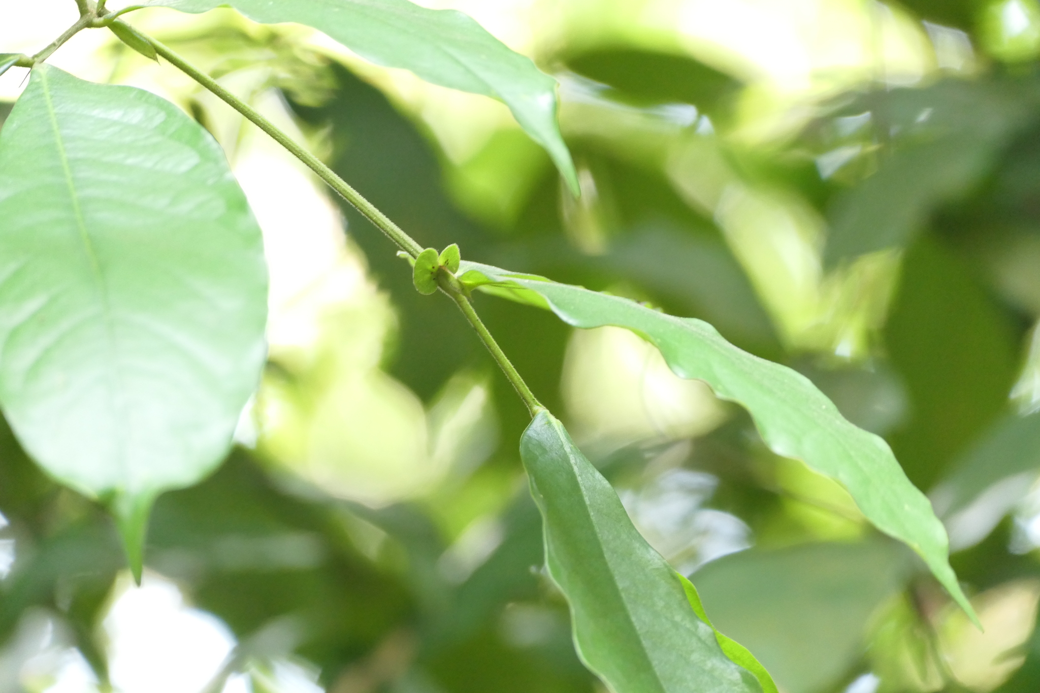 Humboldtia Brunonis (Humboldtia brunonis)