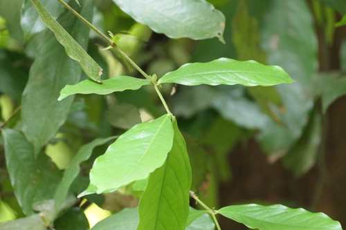 Humboldtia brunonis, photograph 2