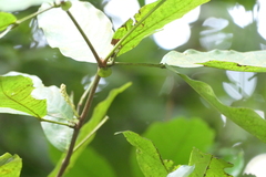 Humboldtia brunonis