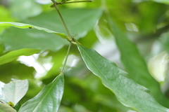 Humboldtia brunonis, photograph (c) Dinesh Valke, some rights reserved (CC BY-SA)