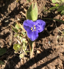 Tradescantia subacaulis