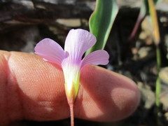 Oxalis commutata