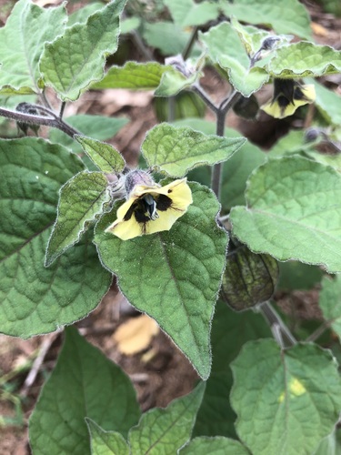 Cape gooseberry