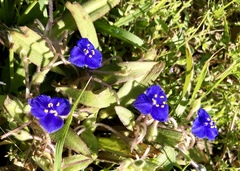 Tradescantia subacaulis