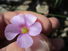 Oxalis commutata