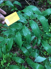Polygonatum biflorum biflorum