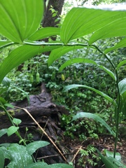 Polygonatum biflorum biflorum