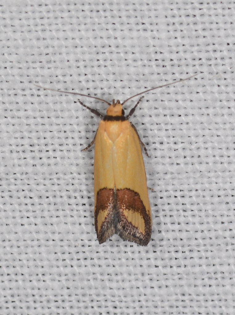 Chrysonoma iphia