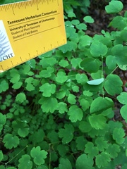 Thalictrum thalictroides