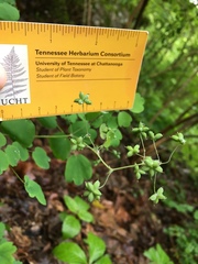 Thalictrum thalictroides