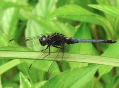 Orthetrum glaucum