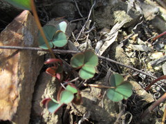 Oxalis commutata