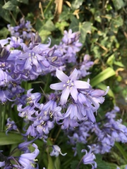 Hyacinthoides hispanica