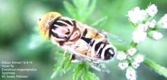 Eristalinus megacephalus