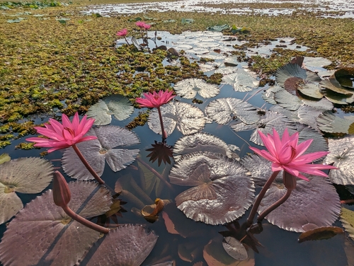 Nymphaea rubra