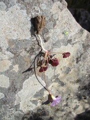Oxalis commutata