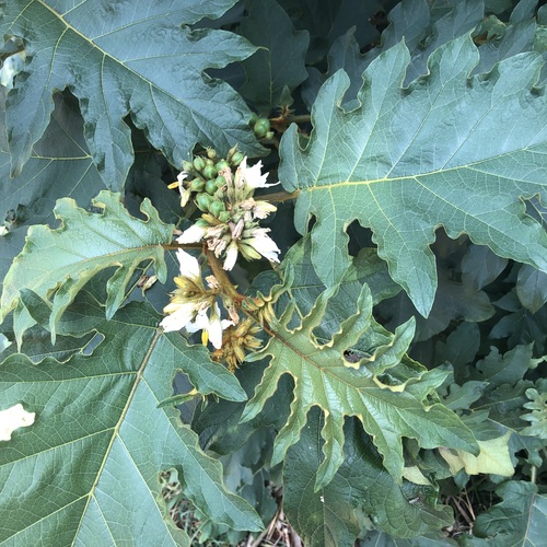 giant devil's-fig