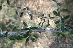 Aloysia gratissima
