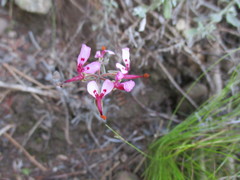 Pelargonium ternifolium