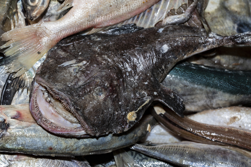 Blackmouth Angler