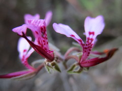 Pelargonium ternifolium