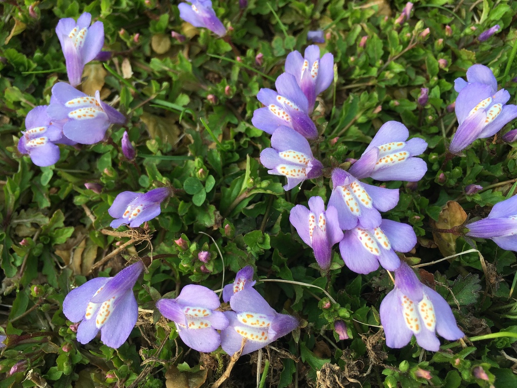 Miquel's mazus