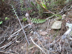 Pelargonium ternifolium