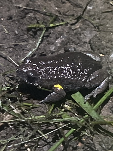 Dendy's Brood Frog, Pseudophryne dendyi