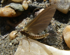 Ephemerella subvaria