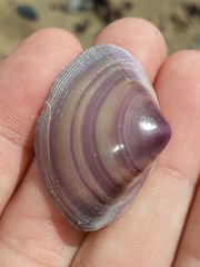 Austromactra contraria