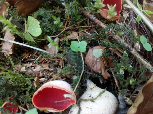 ohnivec (Sarcoscypha)