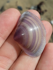 Austromactra contraria