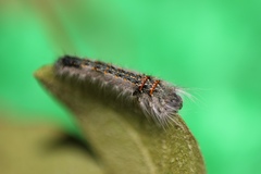Lepidoptera