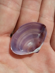 Austromactra contraria