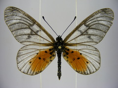 Acraea pentapolis