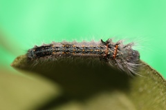 Lepidoptera