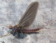 Ephemerella subvaria