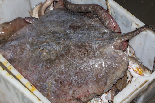 Sharpnose stingray (Telatrygon acutirostra) — Dasyatidae