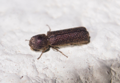 Bostrychopsis parallela