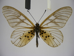 Acraea pentapolis