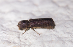 Bostrychopsis parallela