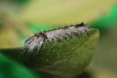 Lepidoptera
