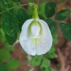 Clitoria ternatea