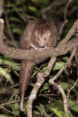 Cinereous Ringtail photo 2