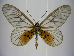 Acraea pentapolis